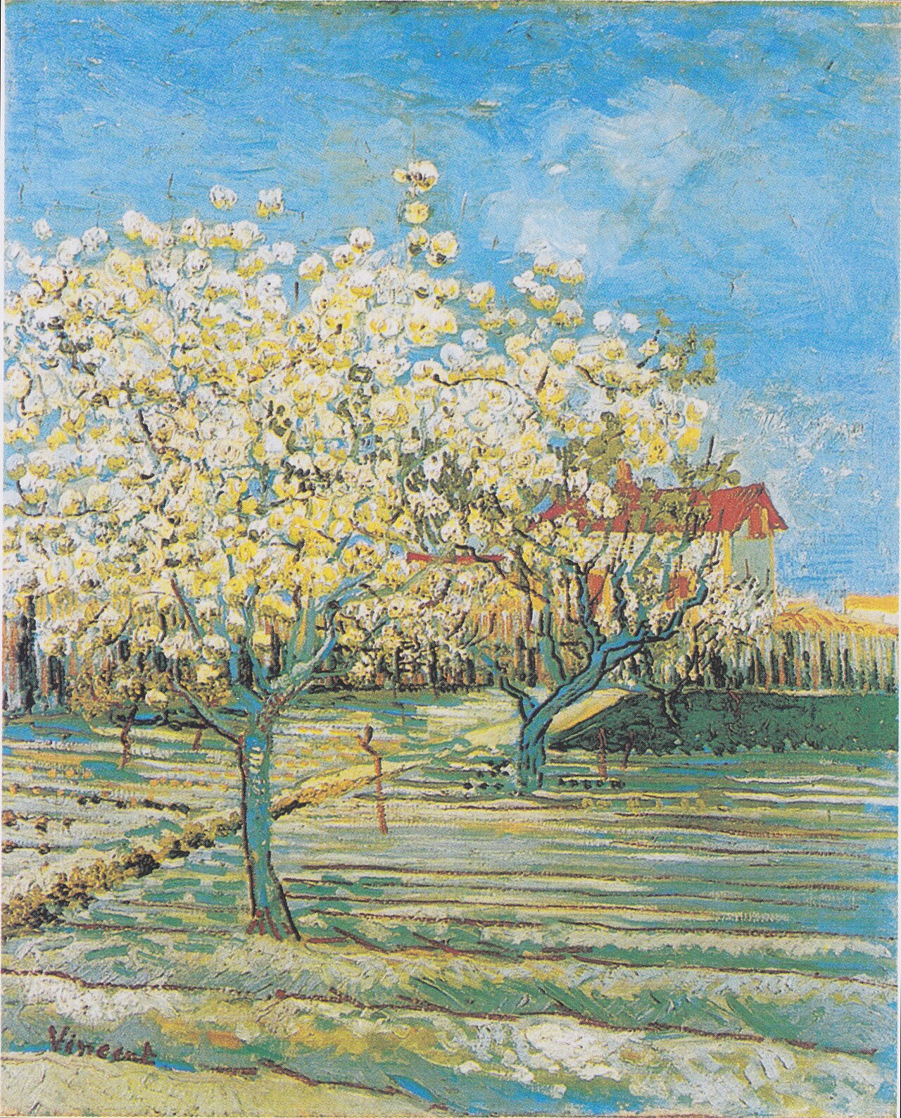 Flowering orchard von Vincent van Gogh